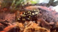 We got a new bumble bee walking toad a few weeks ago and he seems really skinny. Here’s a picture of him when we got him:
