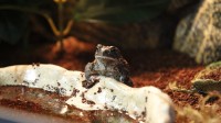 Just a couple pictures I took today of our Toad and Anole. I love how dopey toads are…
